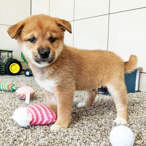 Cuccioli di Shiba Inu - Foto 2