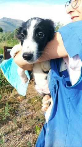 Golia cucciolo mix pastore australiano border collie