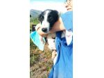 Golia cucciolo mix pastore australiano border collie
