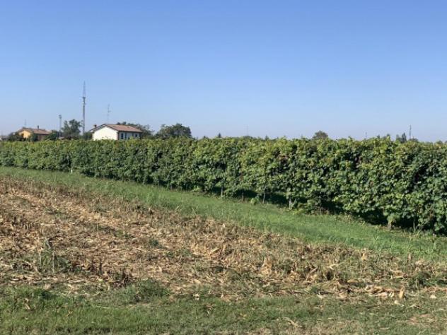 Terreno di 25000 m² in vendita a Rolo - Foto 3