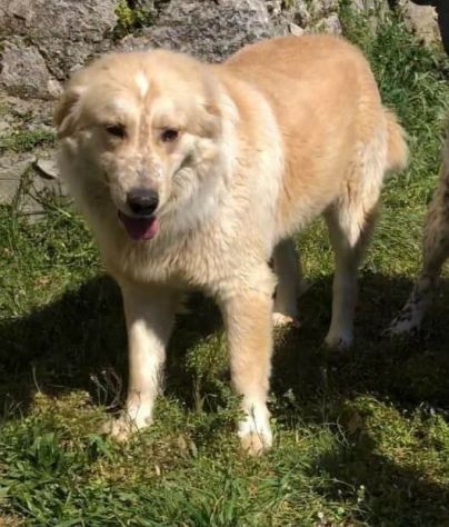 RENZO MAESTOSAMENTE MERAVIGLIOSO CANE IN ADOZIONE - Foto 4