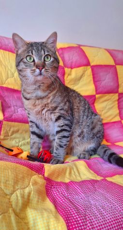 Dolcissimo piccolo gattino di Soli 6 mesi - Foto 5