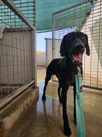 Massy: cucciolone incrocio bracco dolcissimo - Foto 9