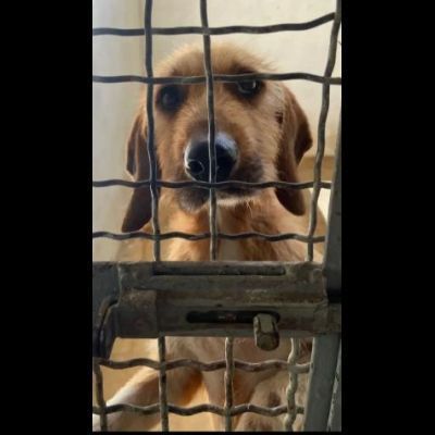 CHESTER SIMIL SPINOCINO CANE IN ADOZIONE TG MEDIO CONTENUTA - Foto 4