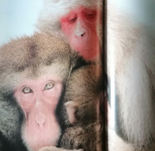 Gli Animali e il loro Ambiente - Le Montagne - Selezione dal Reader's Digest 199 - Foto 8