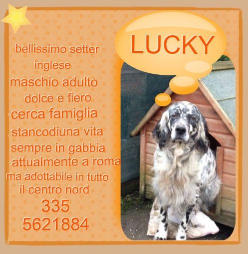 ARGO, ILENIA, ILARIA E LUCKY - Foto 3