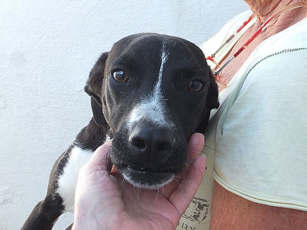 Beatrice (taglia mediopiccola) - Foto 3