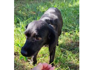 Leo giovane cagnolino taglia medio piccola 12,14 kg