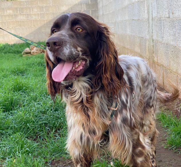 Zefiro un cane buono e dolce come lo zucchero - Foto 4