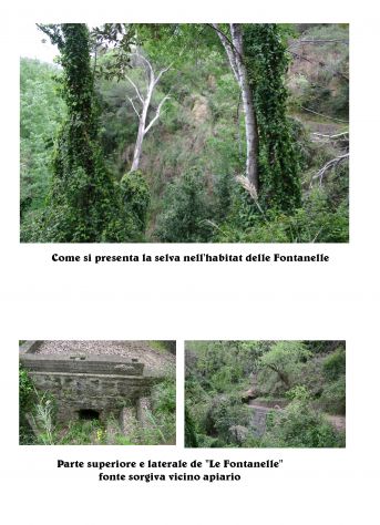 Terreno agricolo in vendita con apiario - Foto 4