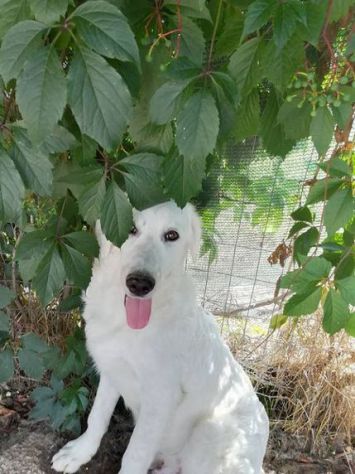 MUFFIN 4-5anni dolce allegro speranzoso - 20kg - Foto 6
