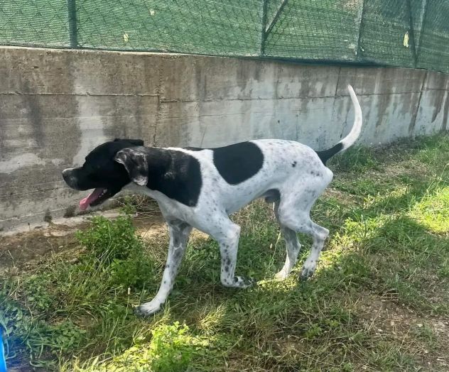 QUASAR POINTER AFFETTUOSO CANE IN ADOZIONE - Foto 6