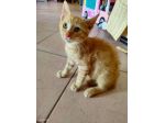 Micio gattino