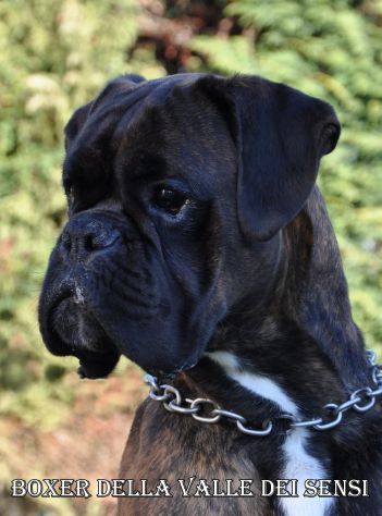 BOXER CUCCIOLI DISPONIBILI TEL 334 3010438 - Foto 5