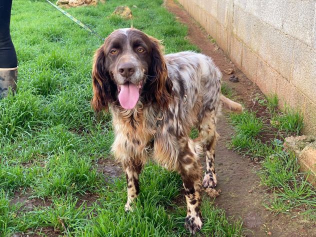 Zefiro un cane rinchiuso in canile - Foto 5