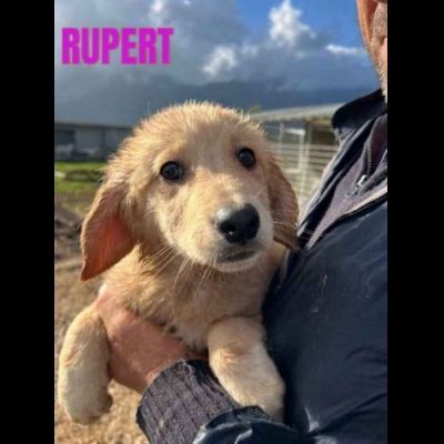 CUCCIOLI IN ADOZIONE - Foto 3