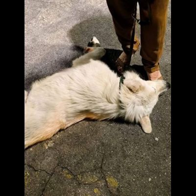 GIOVANE CANE IN ADOZIONE, DOLCISSIMO - Foto 5