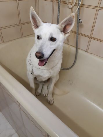 OFELIA, cagnolina composta, raffinata e sensibile - Foto 2