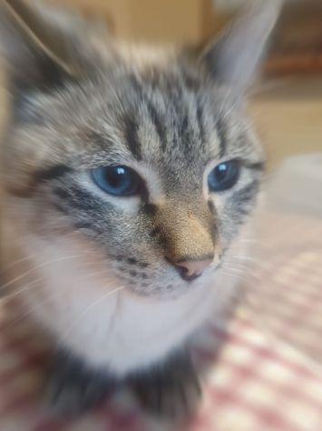Pet sitter (dog / cat sitter + assistenza altri animali) - Foto 4