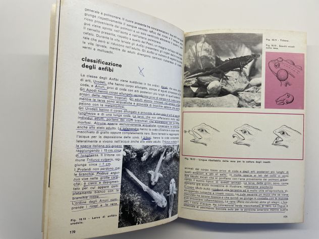 Elementi di biologia 1, Giuseppe Cognetti, edizioni Calderini (1972) - Foto 10