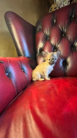 chihuahua toy - Foto 3