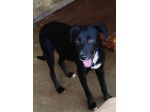 CAGNOLINO IN ADOZIONE: RAOUL, tenerissimo,mix labrador, taglia medio contenuta.