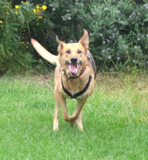 BEAR E LAIKA, due cagnoloni speciali - Foto 2