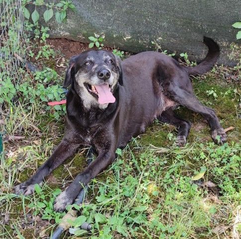 Fiona simil labrador - Foto 3