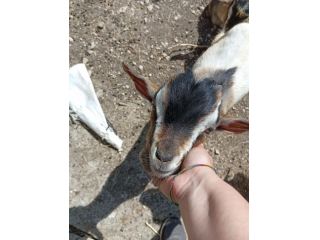 Capretto tibetano