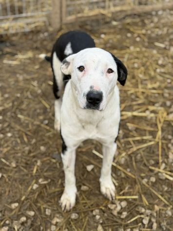 ROXY, mix PITTINA dolce come il miele! - Foto 4