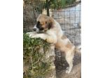 Lillino cucciolo