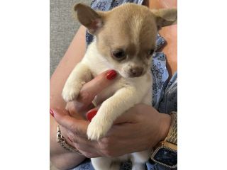 Cuccioli chihuahua