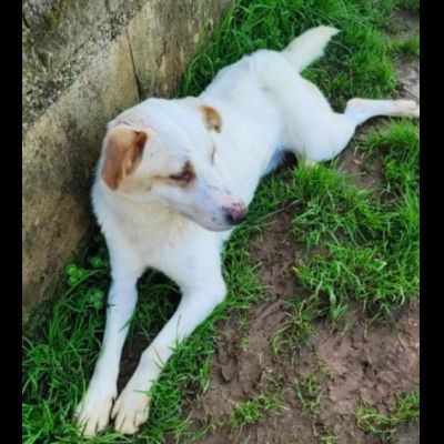 LIAM PACATO E AMOREVOLE; CAGNOLINO IN ADOZIONE - Foto 8