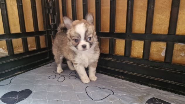 Cuccioli di chihuahua - Foto 6