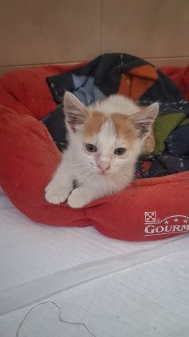 GATTINI DOLCISSIMI - Foto 3