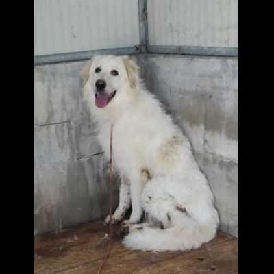 MATISSE, avvilito dal canile. CANE IN ADOZIONE - Foto 8