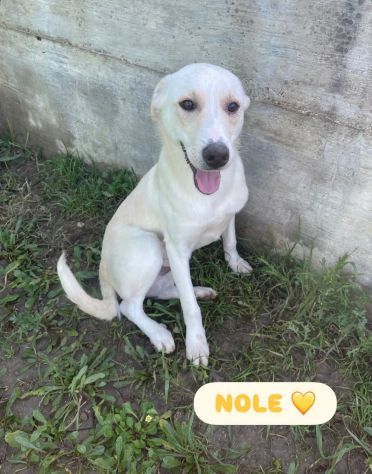 NOLE E BEN salviamoli dal canile definito CUCCIOLI IN ADOZIONE TG media contenut - Foto 8