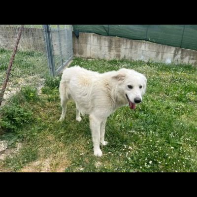 GERICO UNA MERAVIGLIA IN GABBIA CANE IN ADOZIONE - Foto 8