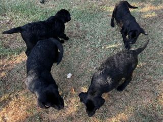 Cuccioli Maschietti di Labrador Retriever