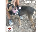 GIULIO IN ADOZIONE