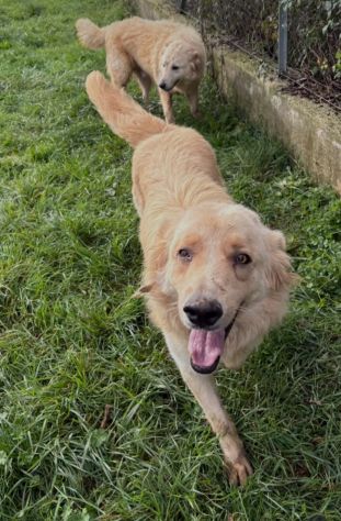 PUMBA DOLCISSIMO simil Golden retriever cane in adozione - Foto 5