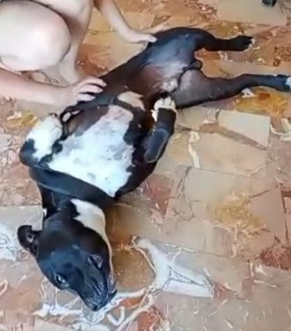 Amstaff/Bully 3anni SFIGATO 4ABBANDONI,IN BOX H 24!MANTOVA URGENTEEEE - Foto 2