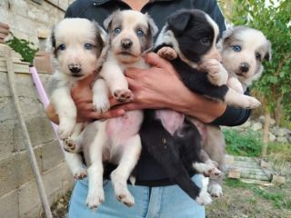 Cuccioli di Border collie