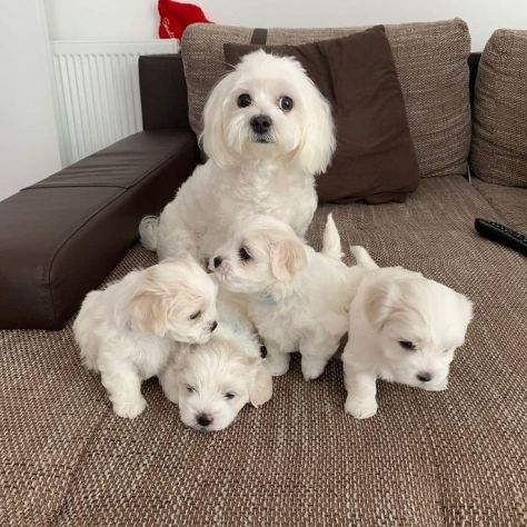 maltese toy