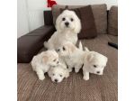 maltese toy