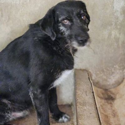 FILIPPO RASSEGNATO AL CANILE CANE IN ADOZIONE 6 anni taglia media