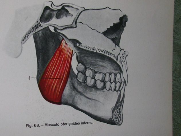 DISEGNO E ANATOMIA PER ODONTOTECNICI - Foto 10