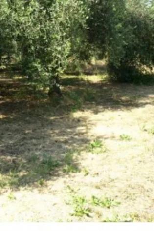 Immobile in asta di 5649 m² in vendita a Fonni - Foto 7