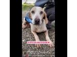THEO IMPAURITO DAL CANILE CANE IN ADOZIONE