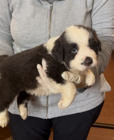 Cuccioli Border Collie di alta genealogia - Foto 2